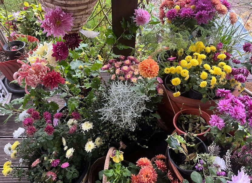 D0E5E10A-4FB8-4D48-8ED1-CE45A7E9FD0C - Crizanteme 22 23 24