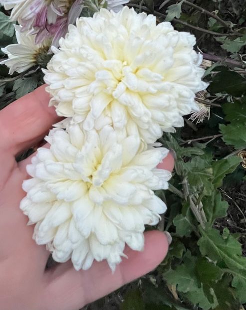 F55BE207-079C-4DFC-AA1D-3721FCA80BF6 - Crizanteme 22 23 24