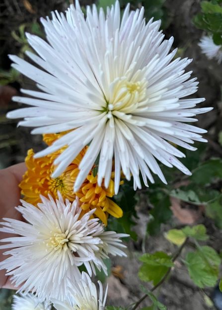 01EBC7DB-393A-44F4-A452-5CE72C7585B0 - Crizanteme 22 23 24