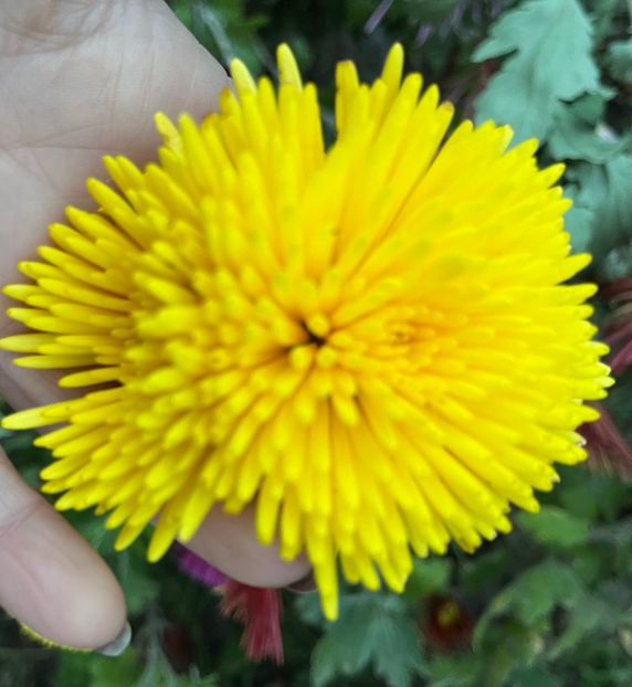 94812CE8-025C-47F4-870A-00D28FECCF3C - Crizanteme 22 23 24