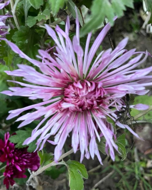 F4A0EEF3-6ED3-4800-A7FA-0E09CD449CE3 - Crizanteme 22 23 24