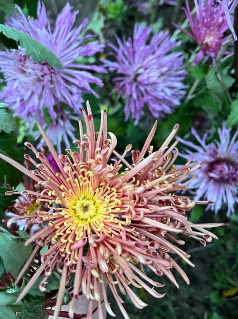 ED538AD0-8259-4D12-B7E3-BAC3133230D1 - Crizanteme 22 23 24