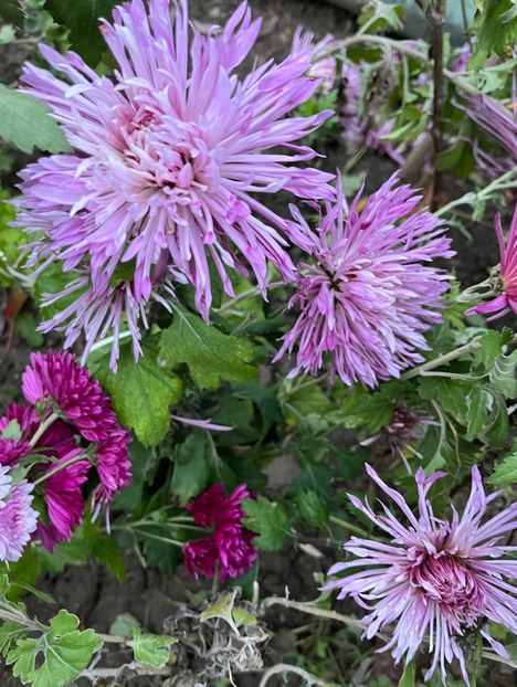 03C40682-A097-4287-B228-930C88A06755 - Crizanteme 22 23 24