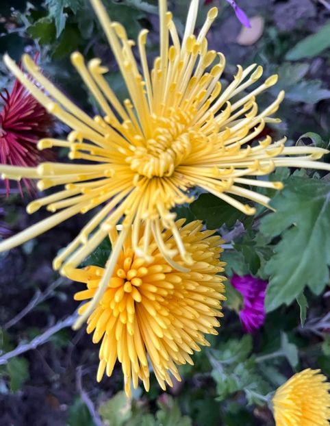 72064CD1-FFD1-4D16-9735-4DA6F06C729B - Crizanteme 22 23 24