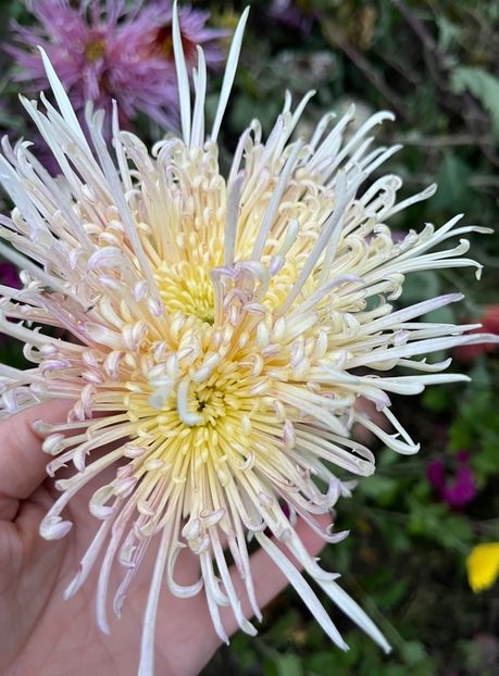 8DC2D109-34F9-496D-B10E-02F11B38CA48 - Crizanteme 22 23 24