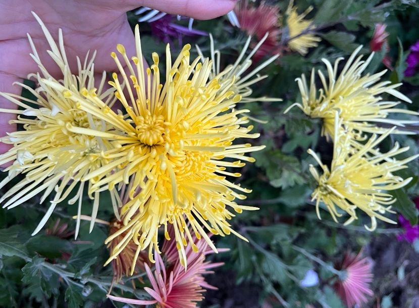 95D3EFA1-00AC-4317-945B-85E6E6B6FF67 - Crizanteme 22 23 24