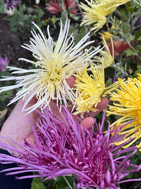 9D8E75F2-52C9-442F-B203-5EF34478E3D7 - Crizanteme 22 23 24