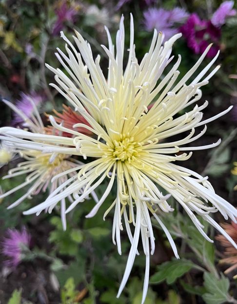 011FAA65-9AC8-46A1-9B12-6DCDF6993D5B - Crizanteme 22 23 24