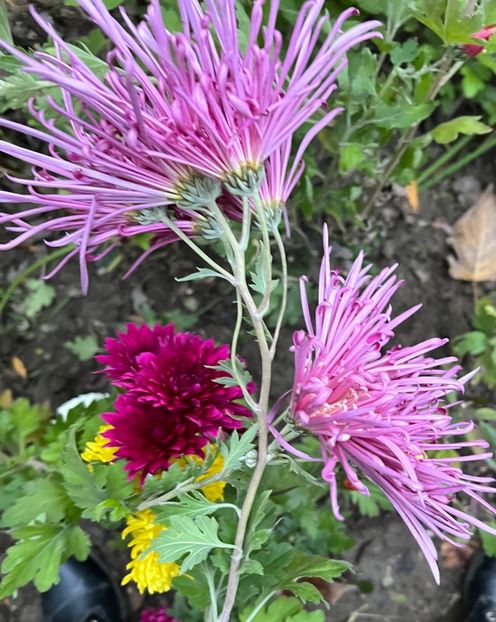 7B8C8161-E0EC-4933-B353-301EE3C61983 - Crizanteme 22 23 24