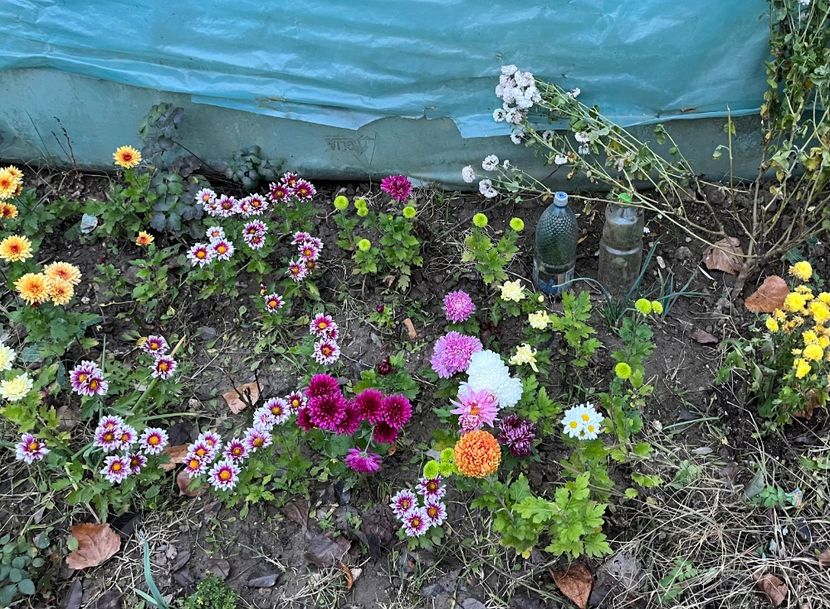 1522536C-9DBF-4C1D-993D-48085A439710 - Crizanteme 22 23 24