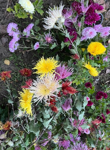 D2B658AC-C044-449D-B225-9BC22F313724 - Crizanteme 22 23 24