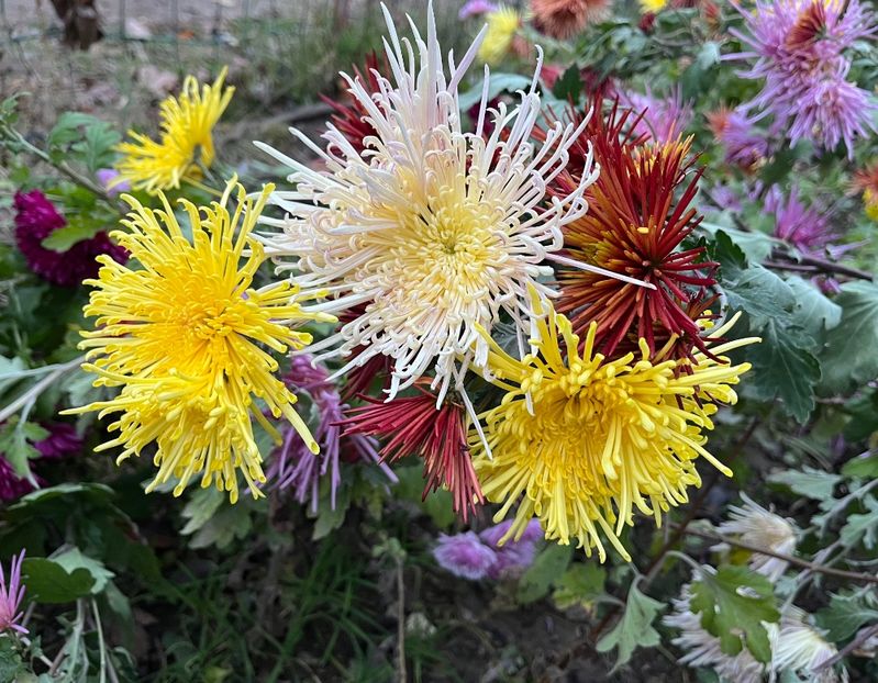 564418A4-CF2C-4DD9-B3C5-22AE315162BF - Crizanteme 22 23 24