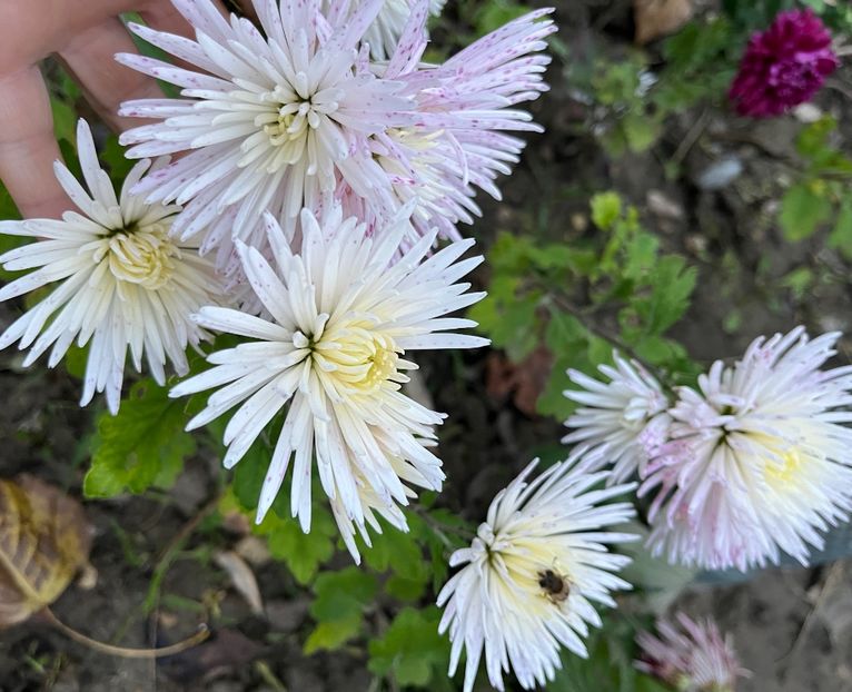 B4852755-AEB1-4E4F-B65A-2801A8ABA99A - Crizanteme 22 23 24