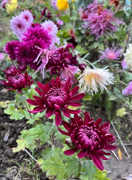 089779BE-70CD-48FE-89F1-493D99B1EE34 - Crizanteme 22 23 24