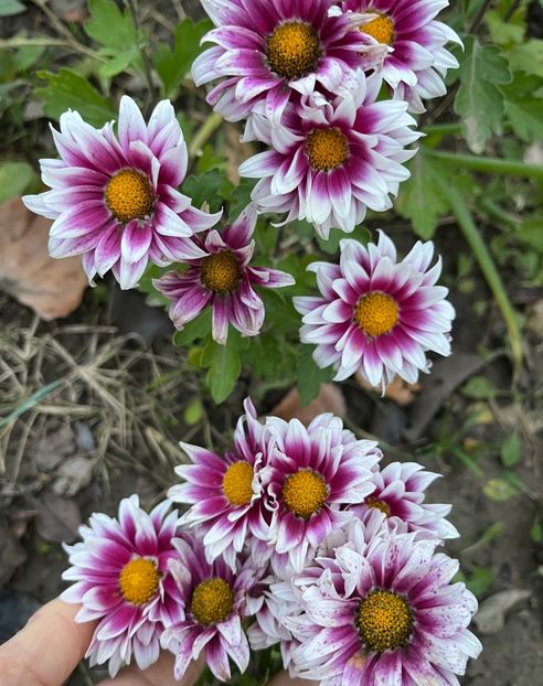 FD3E1511-A0DC-4132-AE4A-4DDE6887AC7B - Crizanteme 22 23 24