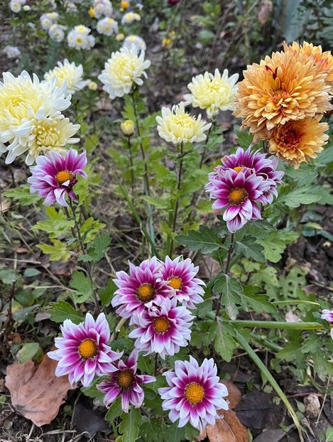 B8C209EB-3431-4BE0-89DA-59258EEB33BF - Crizanteme 22 23 24