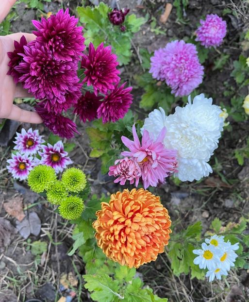 365B4D76-56D4-4315-8E9D-E322898FDB5F - Crizanteme 22 23 24