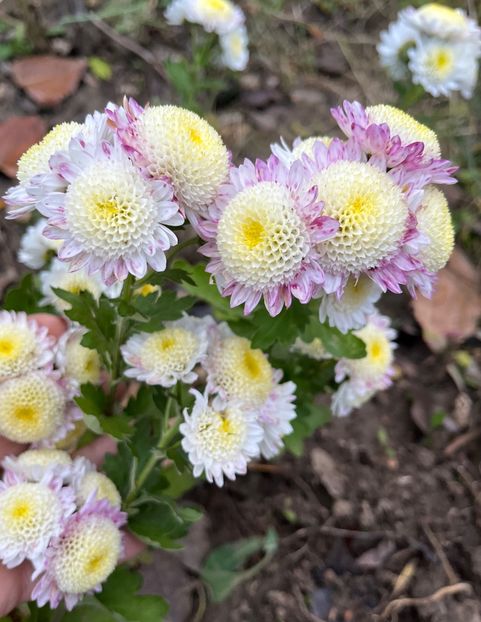 5621AA1C-E329-4A92-B7BD-9F79FB3F89E0 - Crizanteme 22 23 24