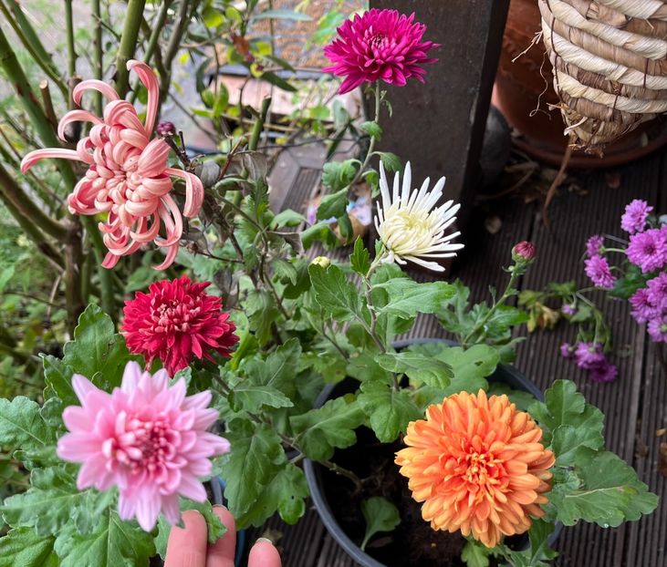 796E70EB-5F7A-427A-ADFB-37A5B5CE337B - Crizanteme 22 23 24