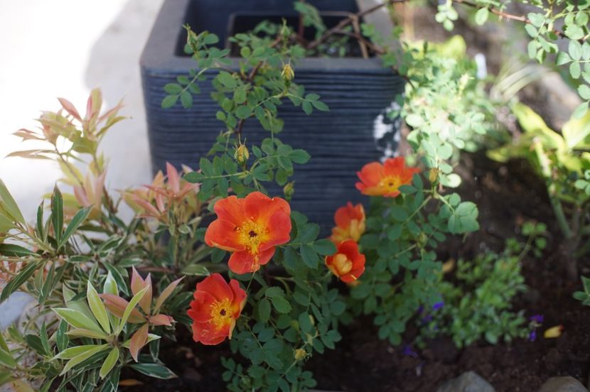  - Rosa foetida bicolor