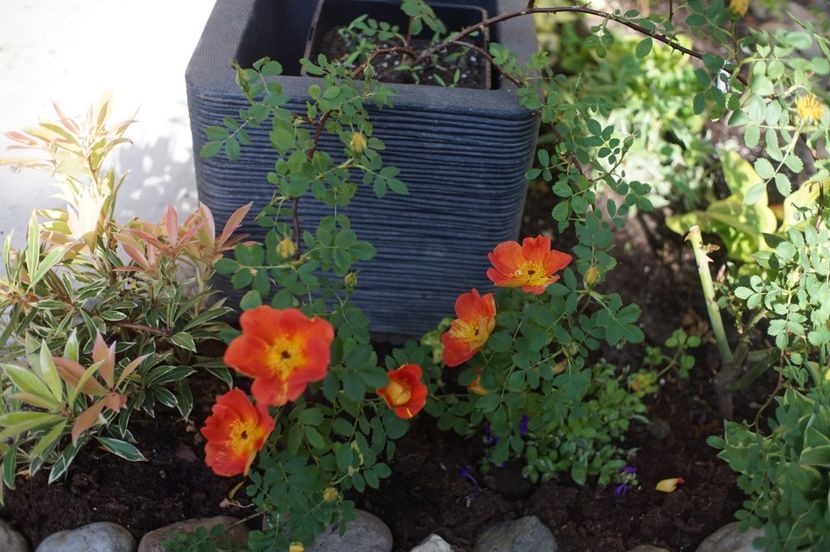  - Rosa foetida bicolor