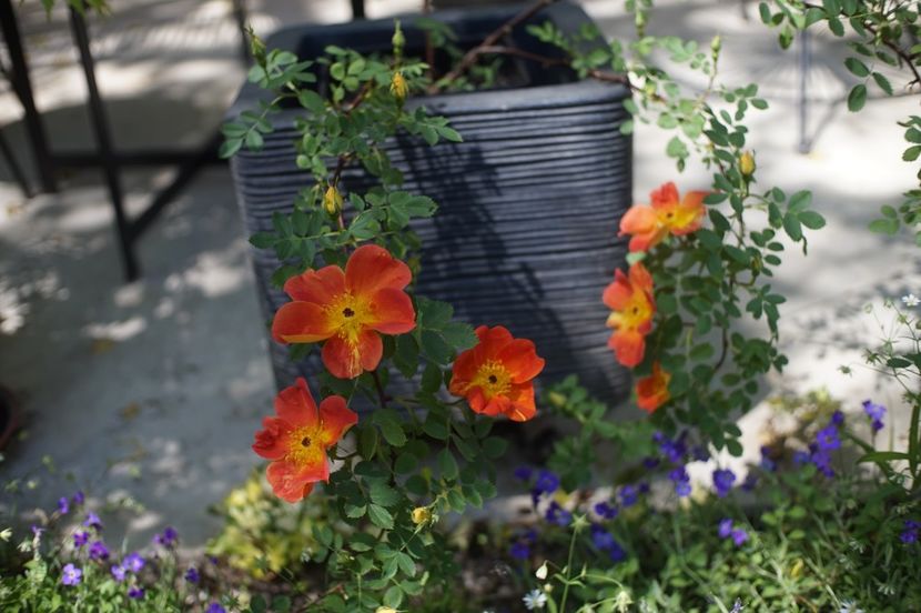  - Rosa foetida bicolor