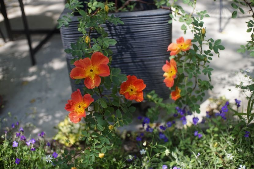  - Rosa foetida bicolor