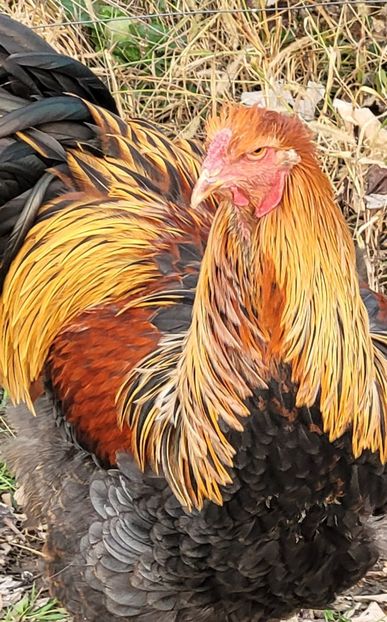  - a__Pui și tineret brahma 2022