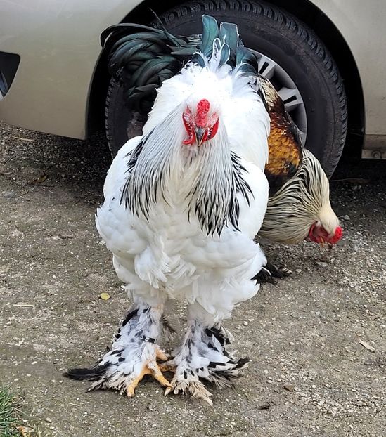  - a__Pui și tineret brahma 2022