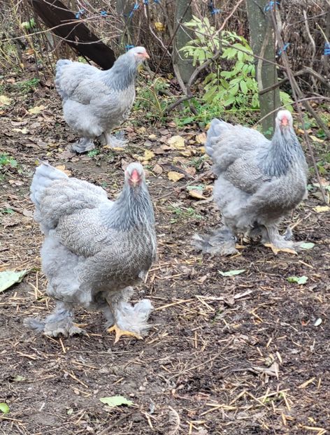  - a__Pui și tineret brahma 2022