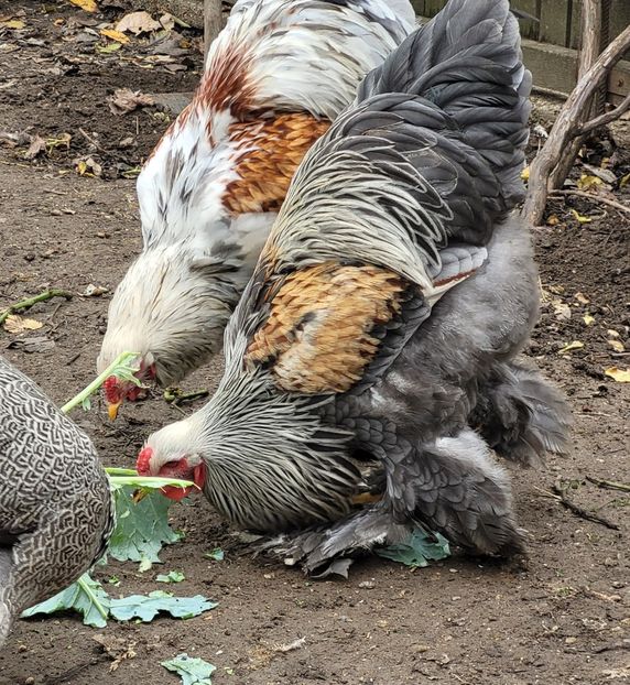  - a__Pui și tineret brahma 2022