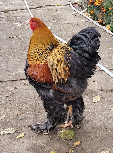  - a__Pui și tineret brahma 2022