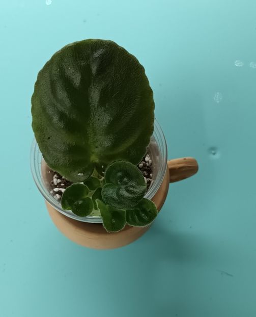  - LE Marzipan Rose 2 zzz