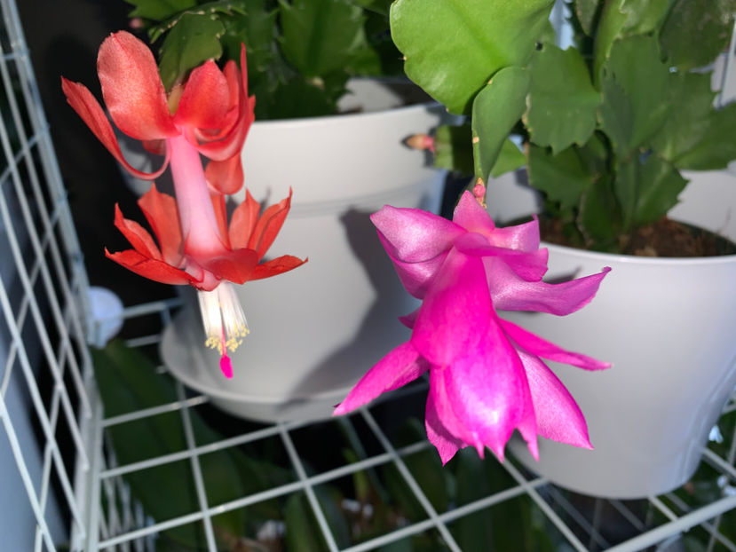  - Plante de interior 2022