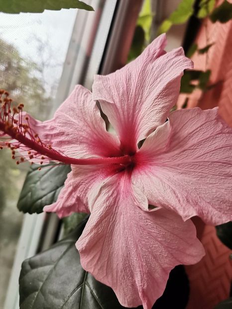  - Hibiscus