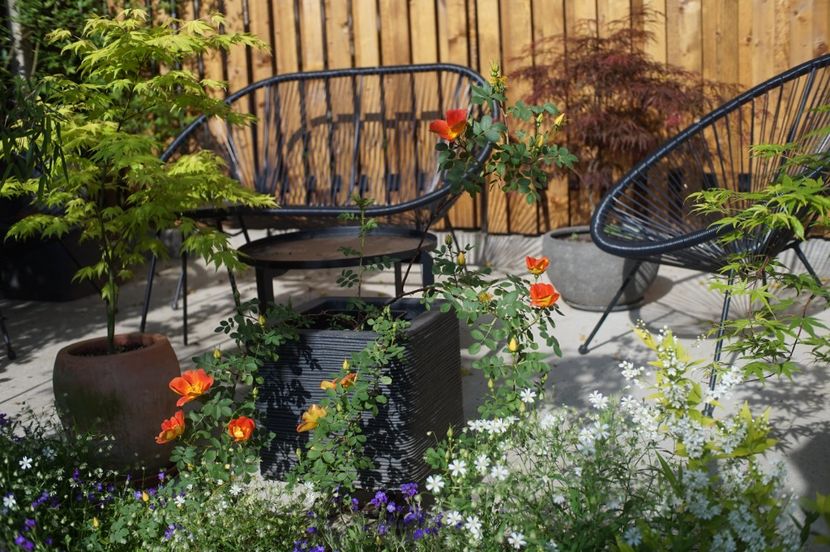  - Rosa foetida bicolor