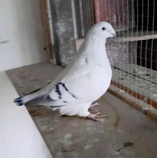  - Voliera