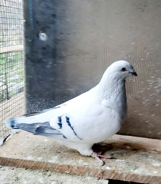  - Voliera