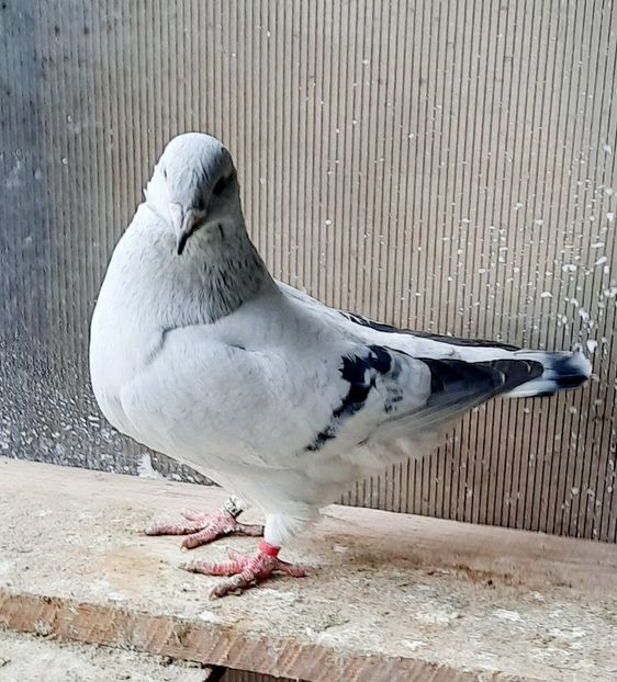  - Voliera