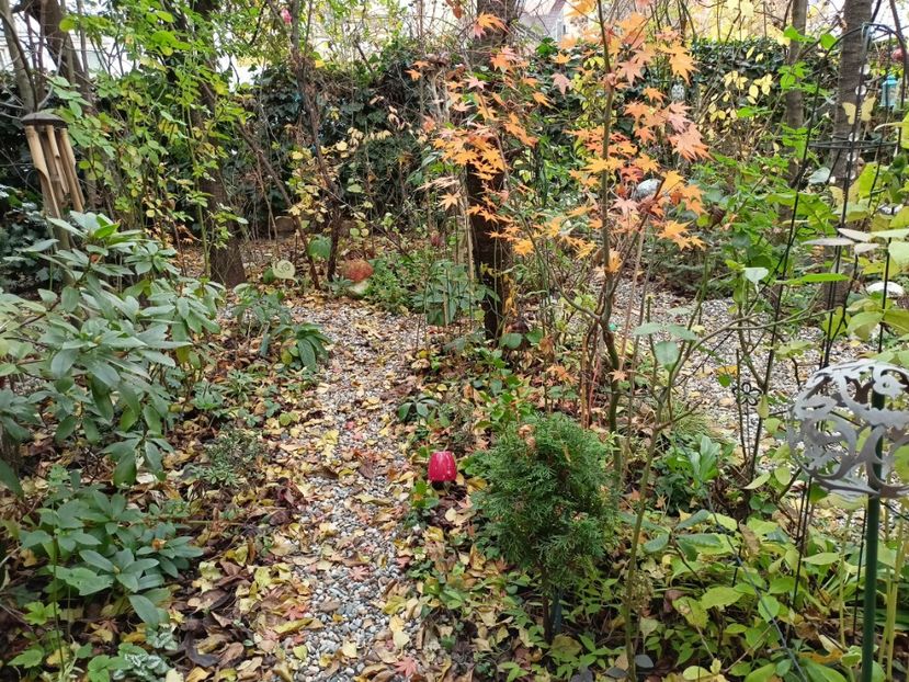 30.11.2022 - Grădina 2022 continuare 5