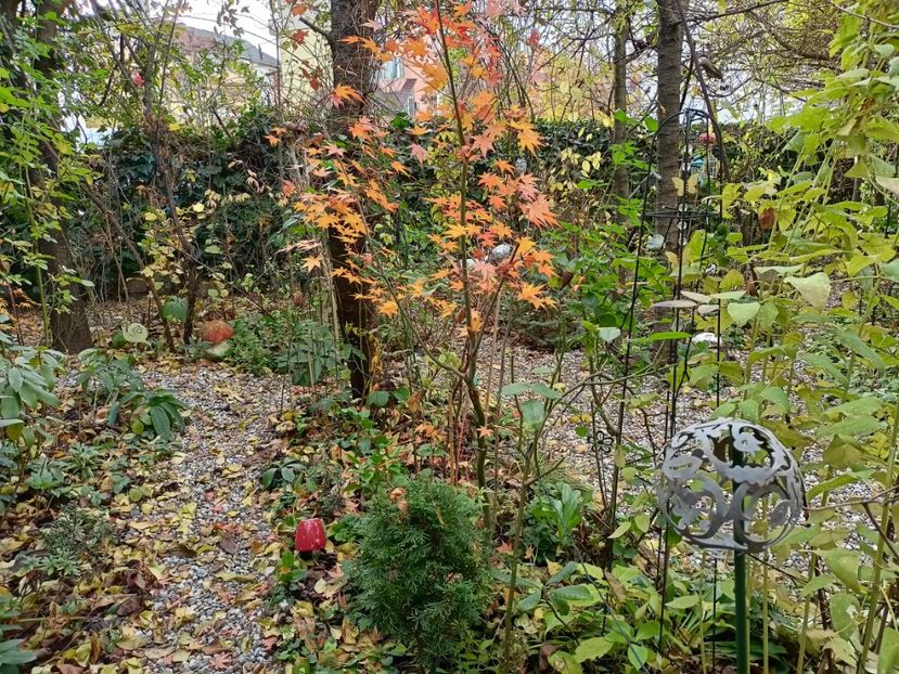  - Grădina 2022 continuare 5