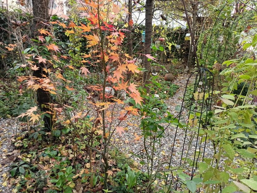  - Grădina 2022 continuare 5