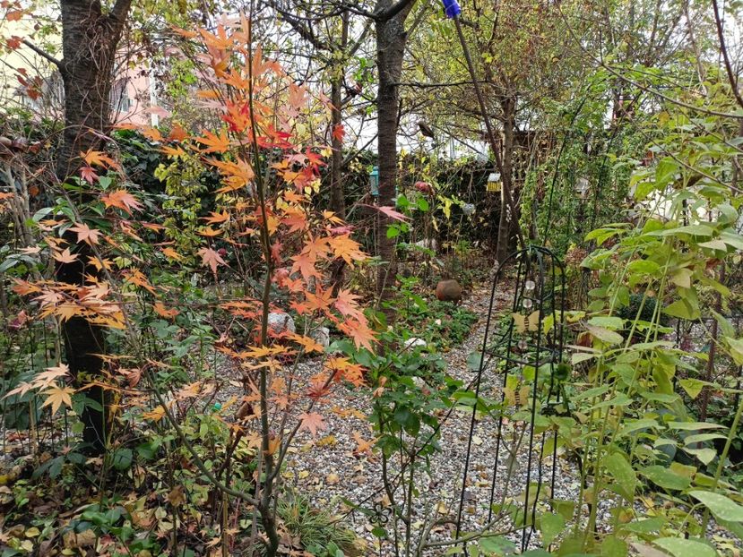  - Grădina 2022 continuare 5