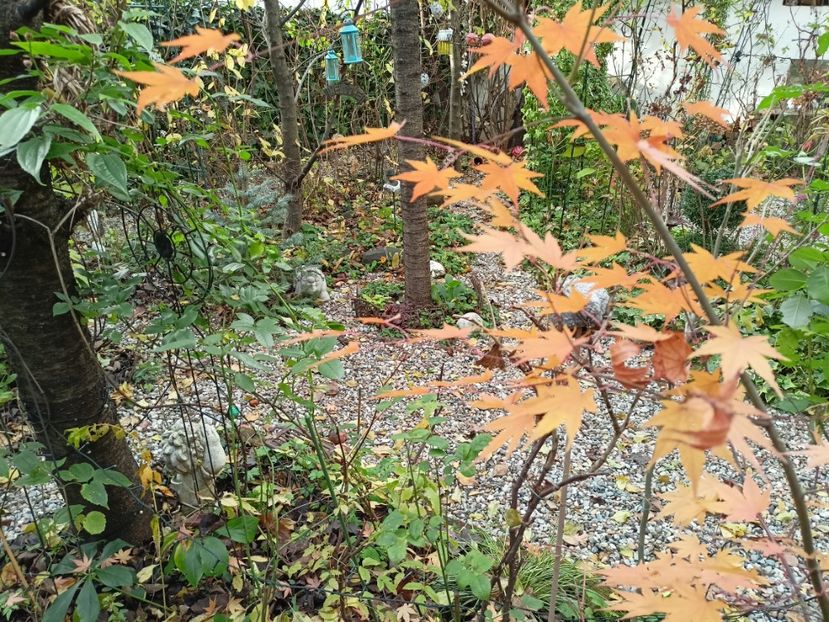  - Grădina 2022 continuare 5