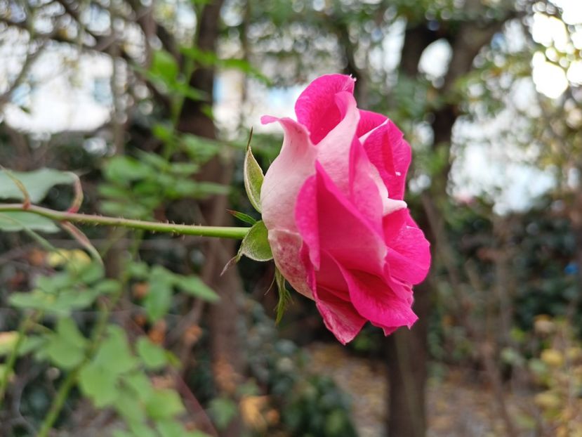 Schone Koblenzerin - Grădina 2022 continuare 5