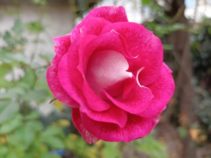  - Grădina 2022 continuare 5