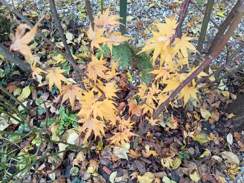  - Grădina 2022 continuare 5