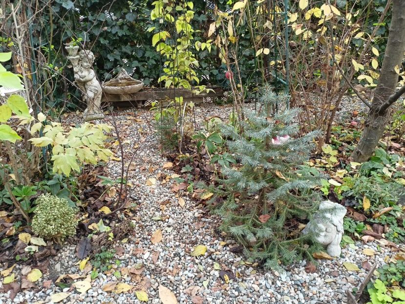  - Grădina 2022 continuare 5