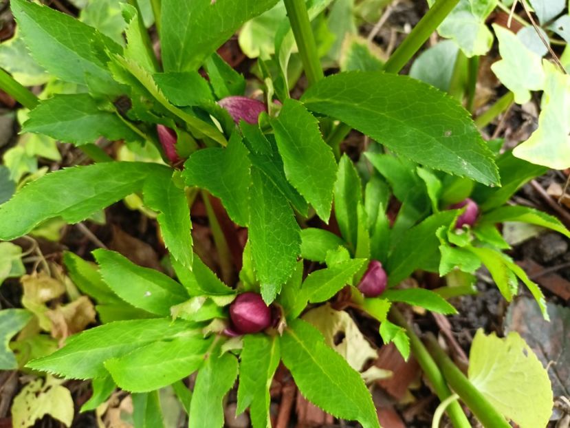Helleborus Double Ellen Red - Grădina 2022 continuare 5