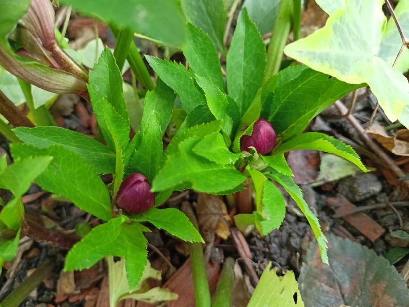  - Grădina 2022 continuare 5